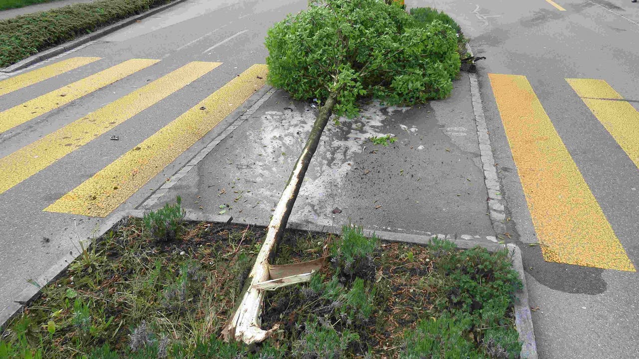 Diesen Baum fuhr die Lenkerin um.