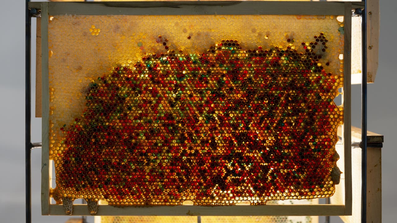 Poetische Folgen, wo Künstler und Biene aufeinandertreffen. In «Weaving House» hat der Zürcher Künstler Brigham Baker seinen Honigbienen rote und blaue Lebensmittelfarbe untergejubelt. gina folly: Kunsthaus Baselland, Beehave, Brigham Baker