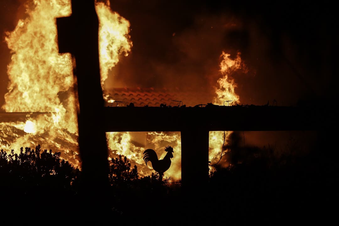 Schwere Brände in Griechenland: Mindestens 50 Tote
