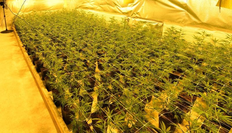 Grub und Wald AR, 20. Mai: Die Kantonspolizei Appenzell-Ausserrhoden hat zwei professionell eingerichtete Hanfplantagen ausgehoben. Sie stellte rund 1000 Cannabispflanzen, 400 Stecklinge und 20 Mutterpflanzen sicher.