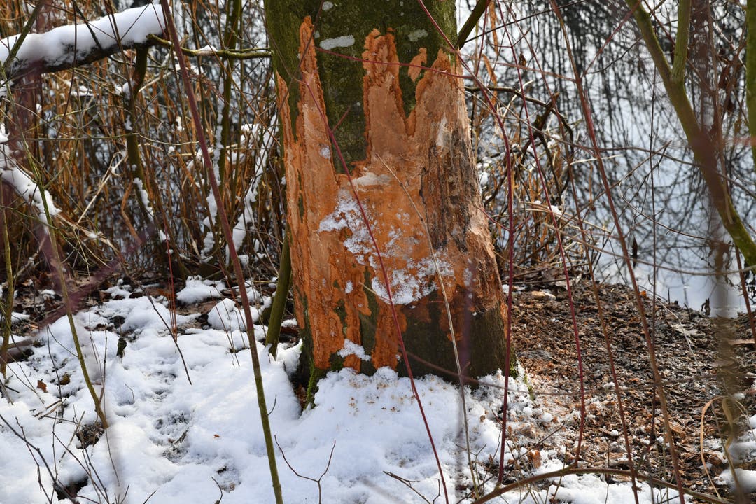 Biberspuren beim Weiher am Chrebsbach in Kestenholz Die Biber hinterlassen an den Bäumen Spuren.