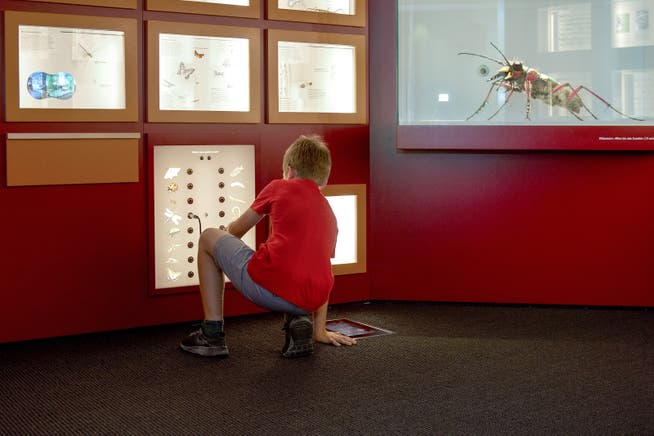Einblick in den Insektenraum im Naturmuseum