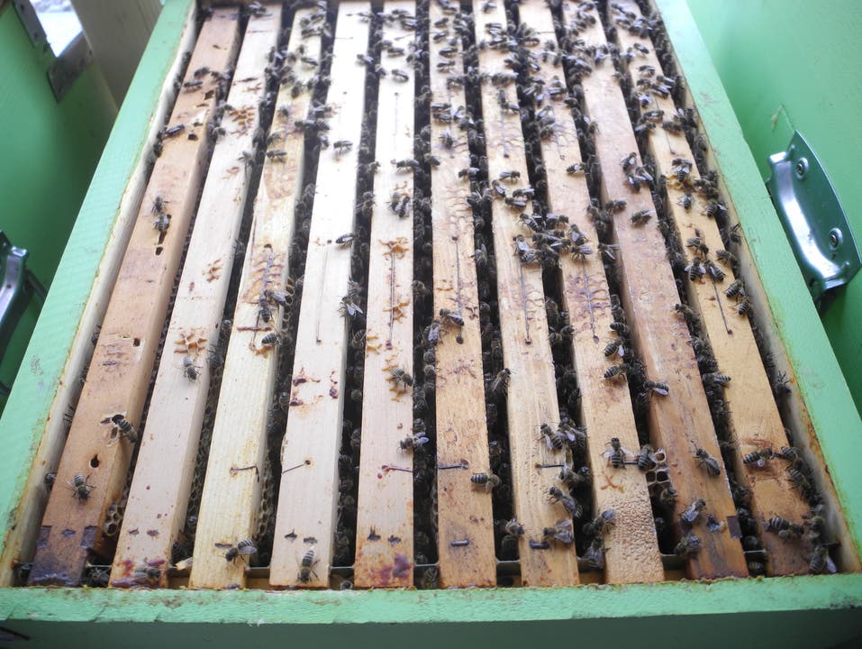 «Erst seit 2011 gelten Bienen als Nutztiere», erklärt Marcel Strub
