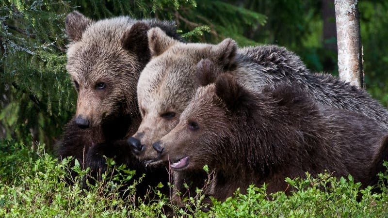 Die drei Bärenbrüder schleichen sich durchs Gebüsch.