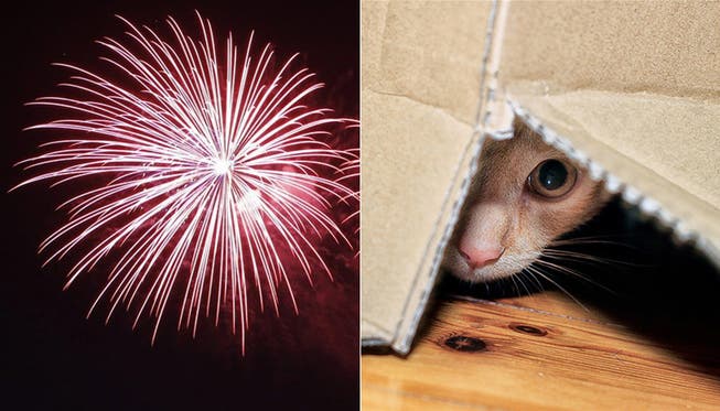 Tiere haben Angst vor Feuerwerk.