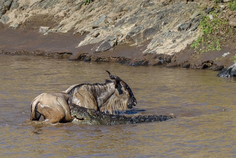 ... 37 Wasserbüffel überqueren den Fluss.