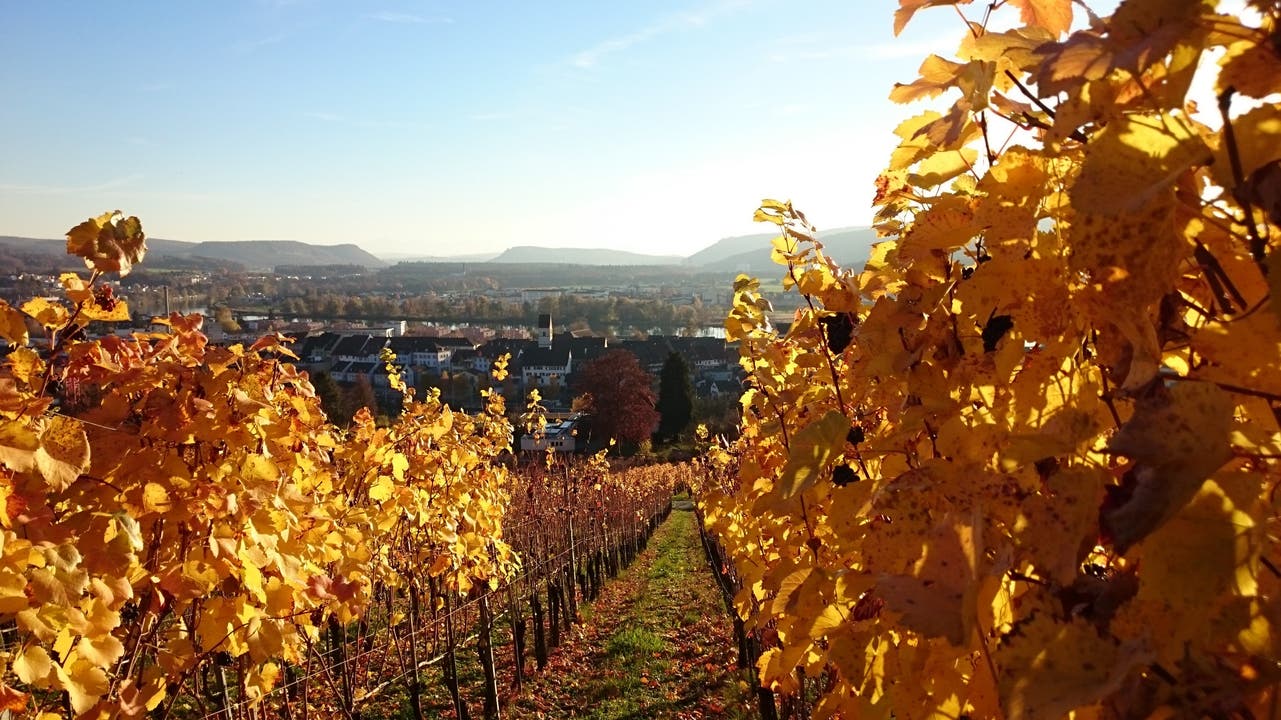 Prächtiges Herbstwetter in Klingnau: Blick vom Rebberg auf das Städtchen. In der Gemeinde wohnen 3500 Personen. (Stand: März 2019)