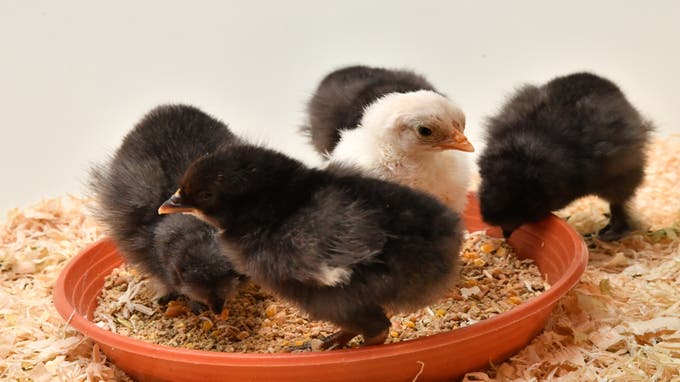 Ostern Haben Hühner eigentlich einen Bauchnabel?
