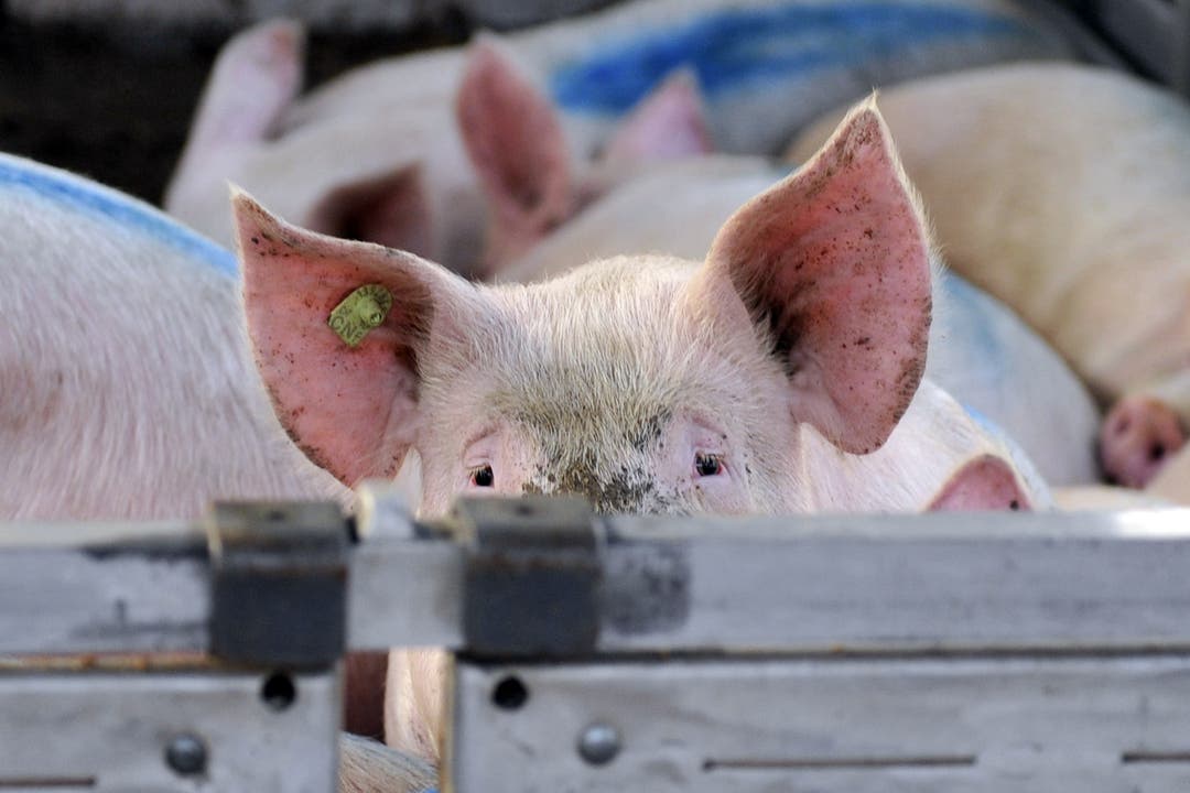 Kritik an Massentierhaltung: Eine nationale Initiative fordert, die Massentierhaltung in der Schweiz abzuschaffen. Verschiedene Umwelt- und Tierschutzorganisationen unterstützen das Anliegen und sammeln Unterschriften. Sie argumentieren mit dem Leid der Tiere, aber auch mit dem Klimawandel. Denn die Fleischproduktion trägt gemäss UNO fast 15 Prozent zum weltweiten Ausstoss von Treibhausgasen bei.