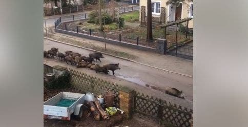 Die Wildschweinrotte in Berlin
