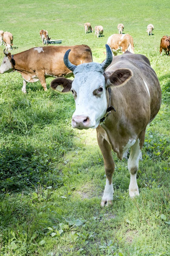 Seewen - Laktoseintoleranz: Trägt die Kuh Hörner, ist die Milch verträglich  – sagt dieser Schweizer Bauer