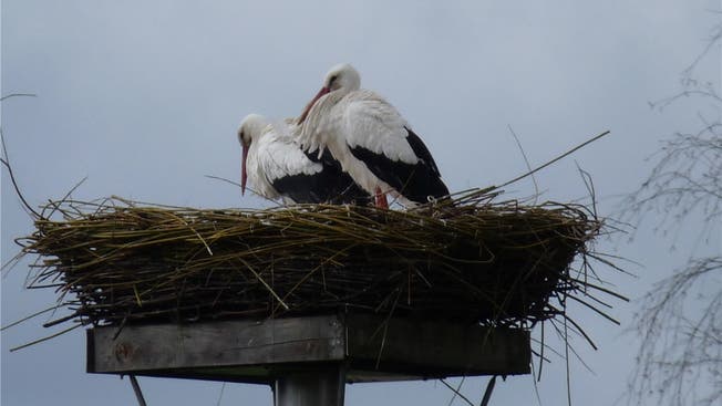 Der Storch ist zurück im Schutzgebiet «Machme». Anja Probst