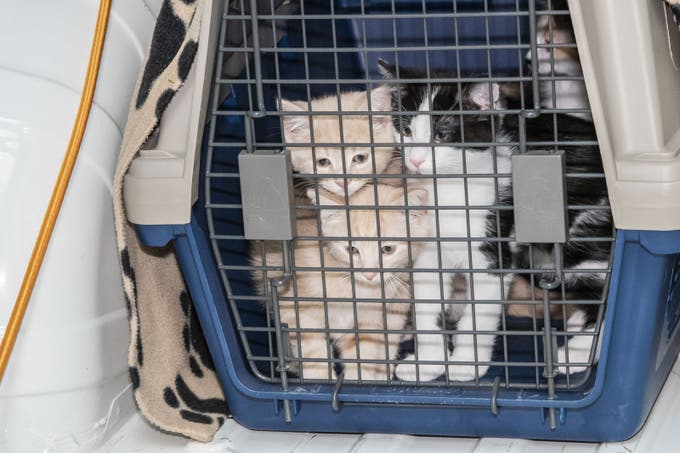 Tierwohl Tierheim warnt vor KurzschlussHandlungen Kätzchen und Co