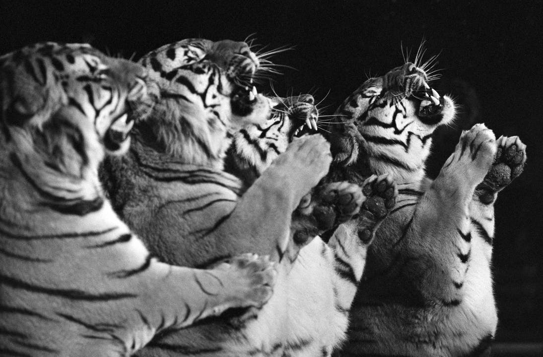 Louis Knie präsentiert eine Raubtiernummer mit Tigern, aufgenommen im März 1977 in Rapperswil.