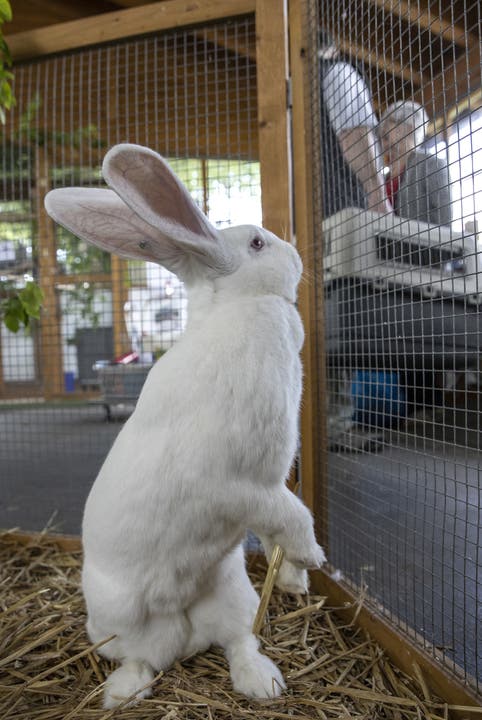 «Ich möchte den Besuchern diese seltene Rasse zeigen», erklärt der Erlinsbacher. Gerade mit ihrer Grösse, ein ausgewachsenes Kaninchen dieser Rasse wiegt zwischen sechs und acht Kilogramm, und dem weissen Fell kämen die Tiere gut an.