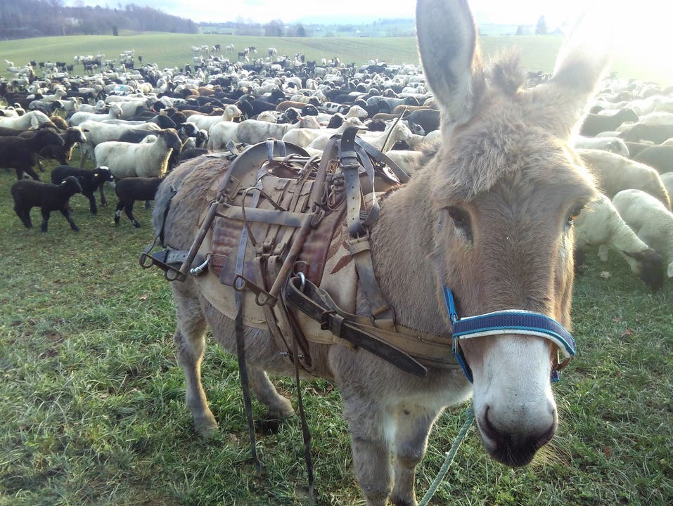 Zwei Esel werden die Schafherde begleiten: Auf ihren Rücken tragen sie jeweils die transportablen Zäune.