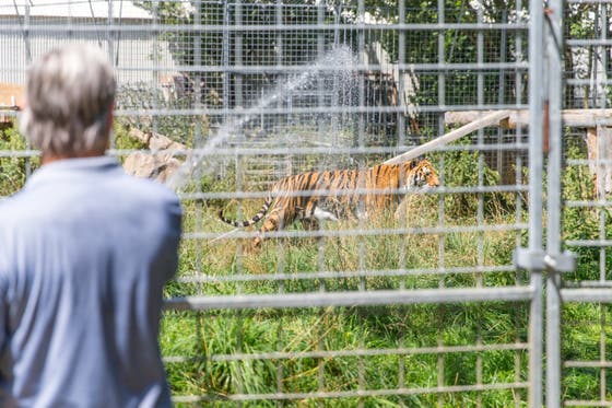 Zoo Seine Raubtiere Konnte Er Retten Musste Er Dafur Sein Lebenswerk Zerstoren