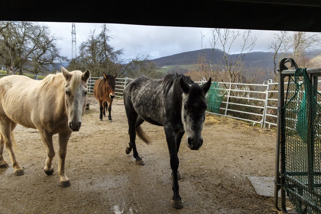  "Sie müssen gar nichts mehr tun", sagt Blattner über die insgesamt sechs Pferde und Maultiere, die hier im Laufstall leben.