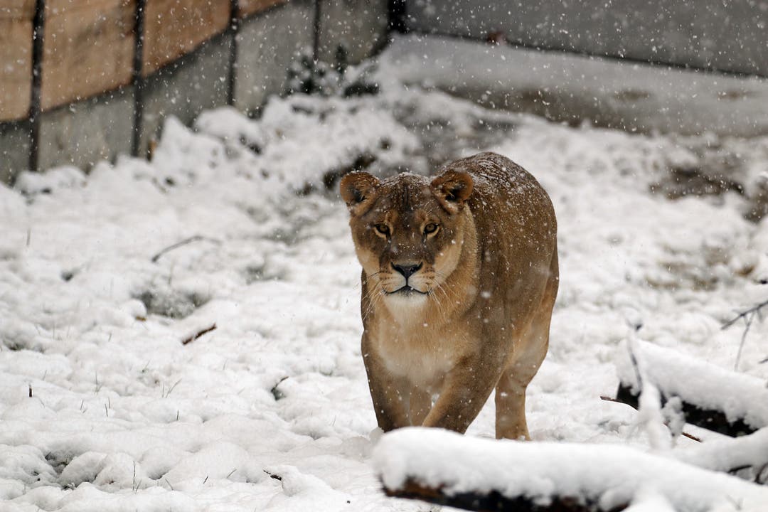 Löwin Timba im Schnee