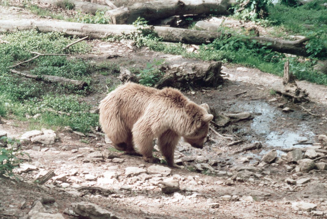 Die Bärin Emma, die im April 2000 mit Bär Max aus dem Bärengraben Biberstein bei Käpten Jo's Aarfähre in den Bärenpark Worbis (D) gerettet wurde. Das Bild entstand im Frühjahr/Sommer 2001.