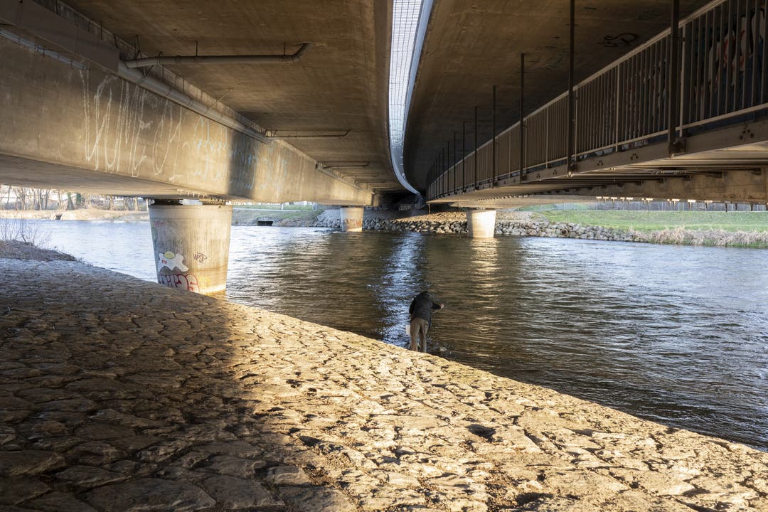 Die Autobahnbrücke trennt die Limmat Flussaufwärts ist das Gewässer renaturiert und bietet viel Schutz für die Fische und Strömungsvariabilität, abwärts ist der Fluss begradigt und fliesst gleichmässig.