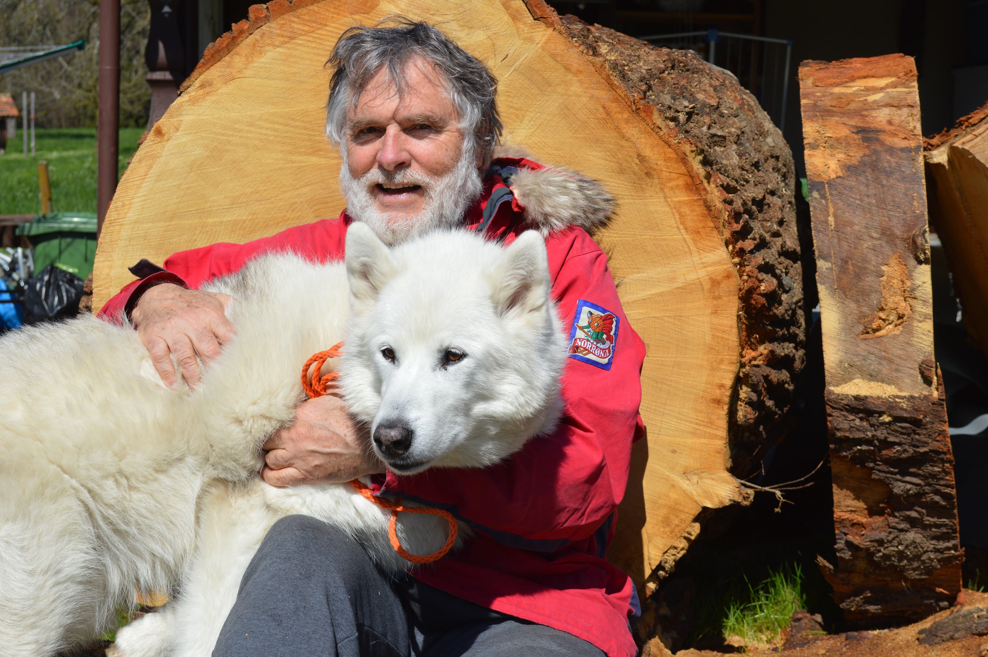 mover Mejeriprodukter Humoristisk Auw - Brutal ausgerottet: Im Aargau lebt der älteste «Inuit Dog» der Welt