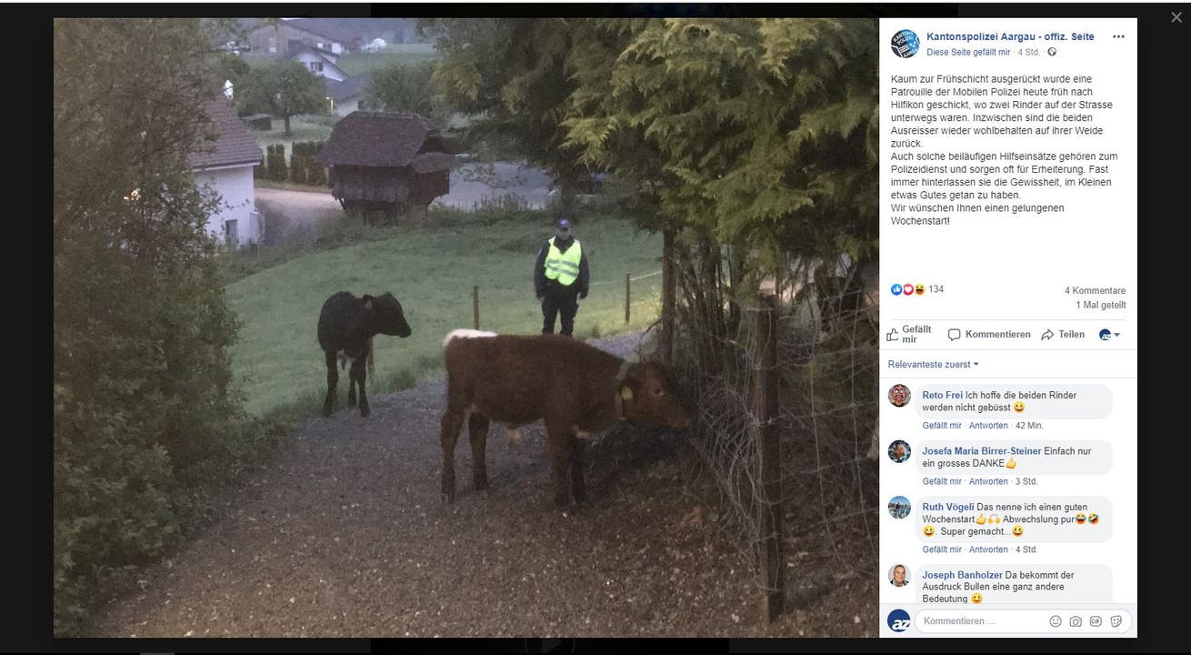 Hilfikon AG, 29. April: Zwei entlaufene Rinder werden inHilfikon auf der Strasse gesichtet. Die Kantonspolizei wird um 5.20 Uhr alarmiert. Beamte treiben die Tiere auf die Weide zurück. Zu Schaden kam niemand.