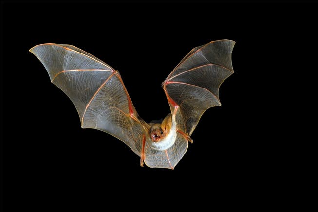 Grosses Mausohr: Die Fledermaus-Kolonie in Veltheim ist Gegenstand einer wissenschaftlichen Arbeit. Shutterstock