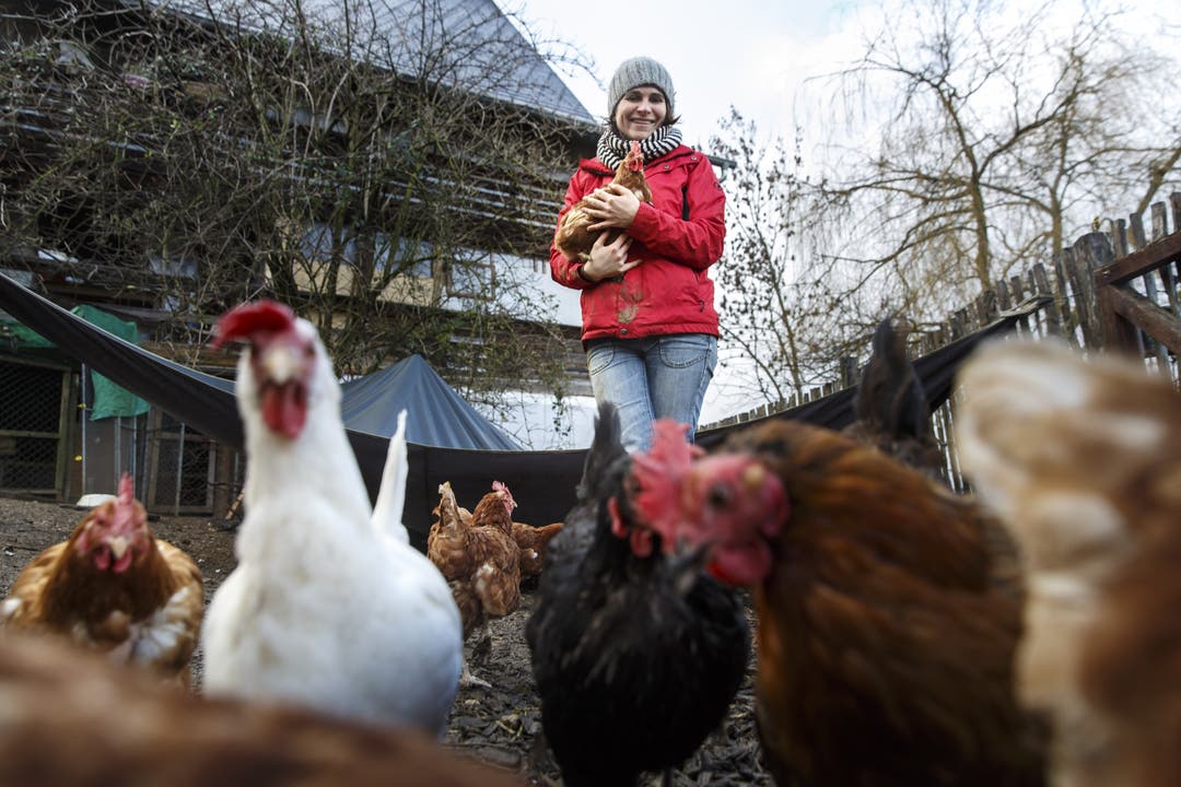  50 Hennen leben auf dem Gnadenhof; Eier legen müssen sie nicht mehr.