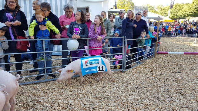 Ein Rekordhalter namens «Azeigerli»: Das Rennschwein erzielte an der HESO eine Siegesquote von fast 90 Prozent.