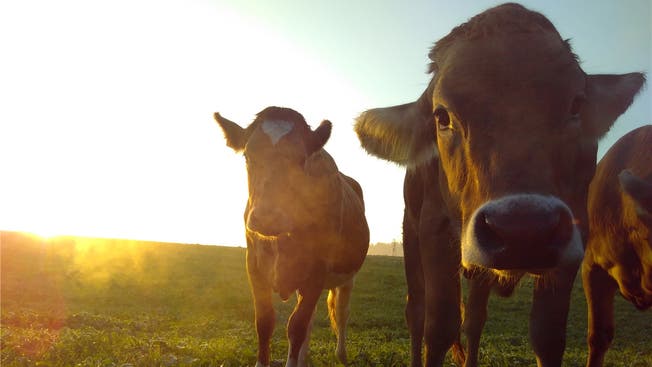 Mehrere Tiere im Kanton Solothurn waren mit kranken Rindern in Kontakt gekommen.