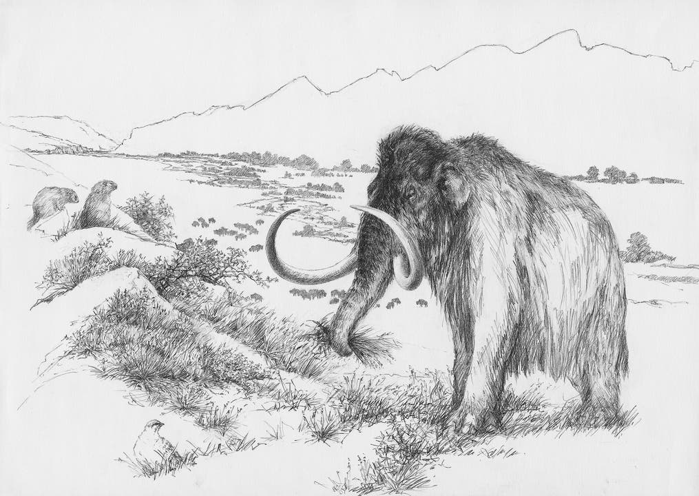 Das Oltner Mammut in seinem Lebensraum.