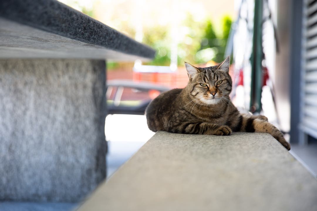 Zu Besuch bei Familie Steiner Viel zu heiss heute: Katze Lou bleibt im Schatten der Terrasse.