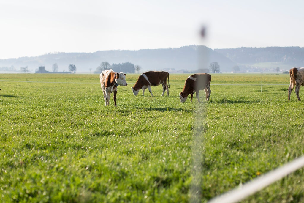 Wiesenmilch - Emmi In Suhr Verliert Auftrag: Migros Pfeift Auf Aargauer ...