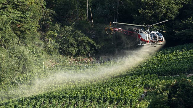 Pestizide in der Landwirtschaft - wie hier ein Mittel gegen Pilzbefall der Reben – haben verheerende Folgen für die Tierwelt.