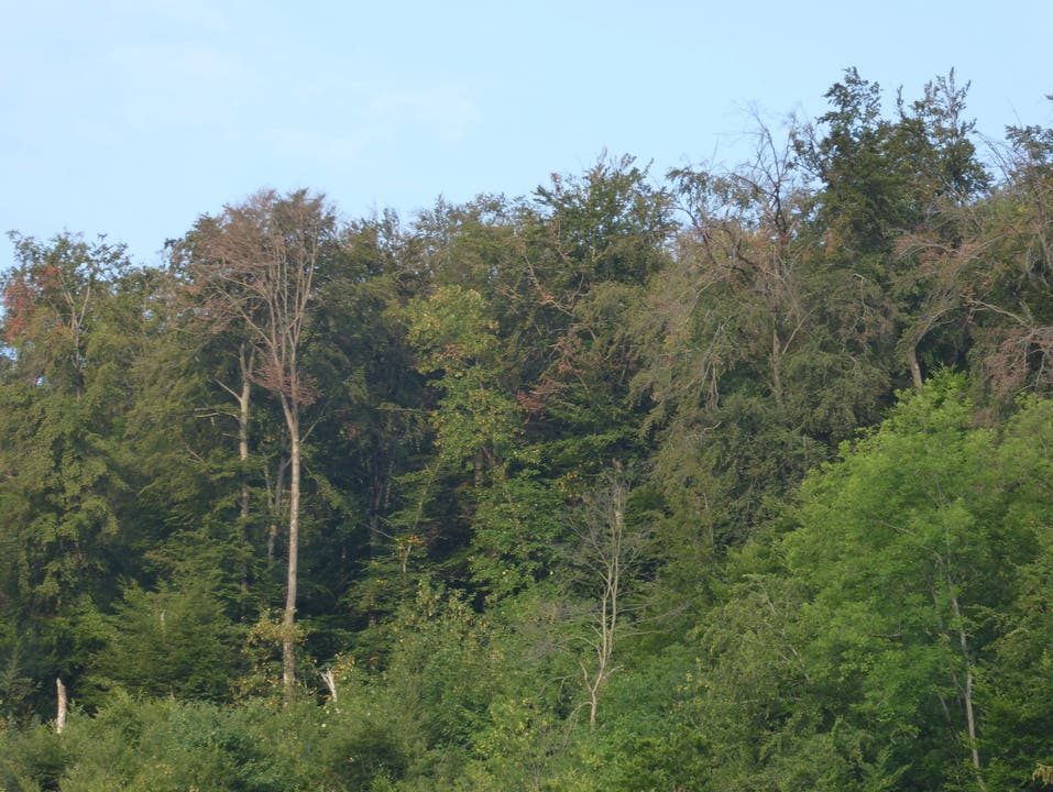 Auch die Bäume im Gebiet Metzenholden in Sissach sind von der Trockenheit gezeichnet.
