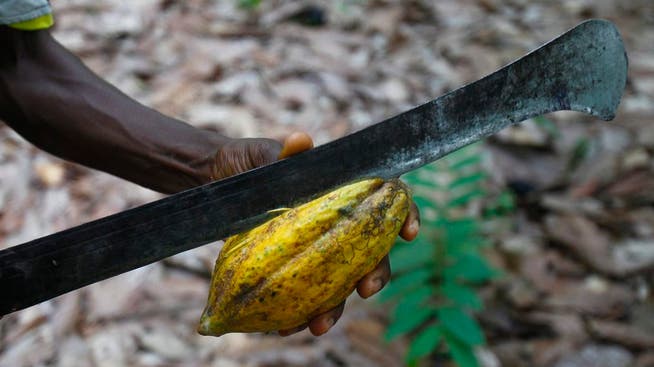 Mit scharfen Macheten schlagen Kinder Kakaofrüchte auf – die Verletzungsgefahr ist gross.