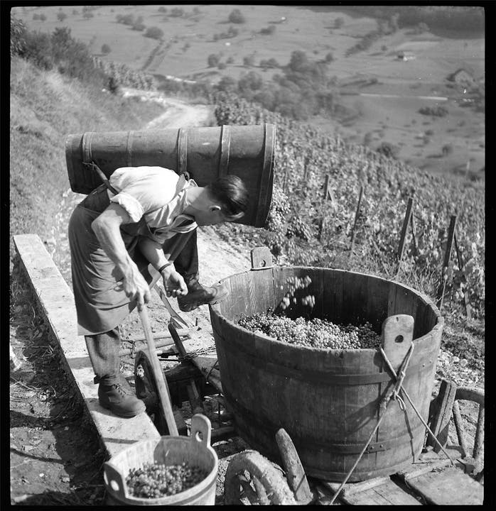 Als man statt Traubenkisten aus Kunststoff noch hölzerne Bottiche hatte: Weinlese im eigenen Rebberg der Familie Nefflen am Geissberg (1944).