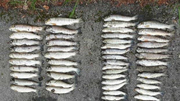 In Bennwil wurden tote Fische entdeckt. (Symbolbild)