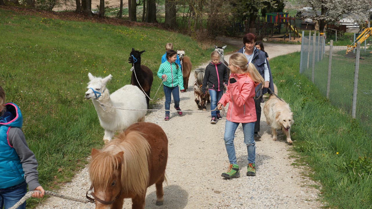Anita Amstad (hinten rechts) und die Kinder spazieren mit Alpakas dem Waldrand entlang