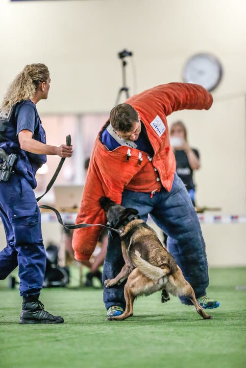 Gin von der Abendweide gewinnt die Verbandsprüfung für Polizeihunde