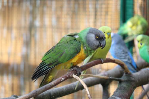 Zum Sikypark gehört auch die begehbare Papageienvoliere.