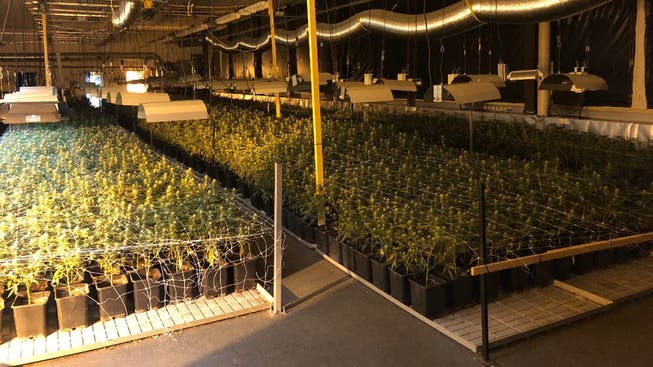 Über 12'000 Pflanzen in unterschiedlichen Wachstumsstadien hat die Kantonspolizei Zürich am Dienstagmorgen ausgehoben.