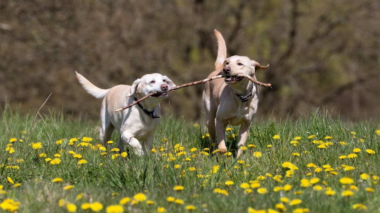 Das sind die beliebtesten Hunderassen im Fricktal: Labrador, ...