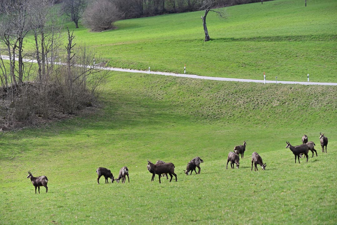 16 Tiere genossen auf der Wiese die frühlingshaften Sonnenstrahlen und das frische Gras.