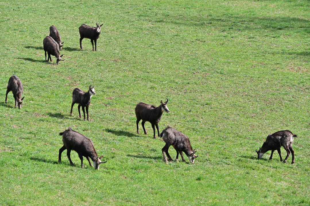 Zwei bis drei Gämsen-Rudel mit insgesamt rund 40 Gämsen sind im Jagdrevier Homberg ansässig.