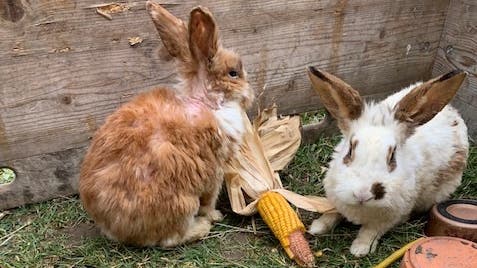 Die Kaninchen wurden am letzten Freitag in Kloten ausgesetzt.