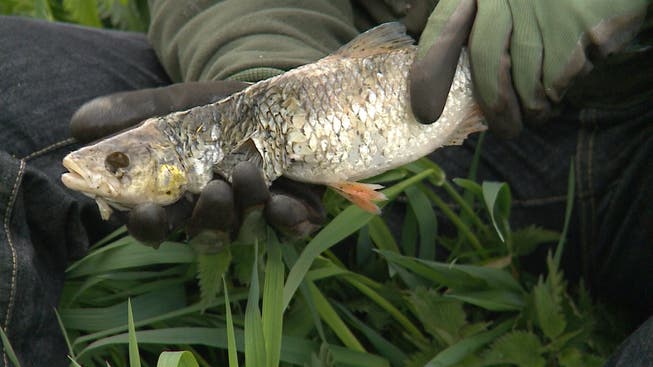 Die Fische in der Bünz starben wegen einer für sie toxischen Substanz.