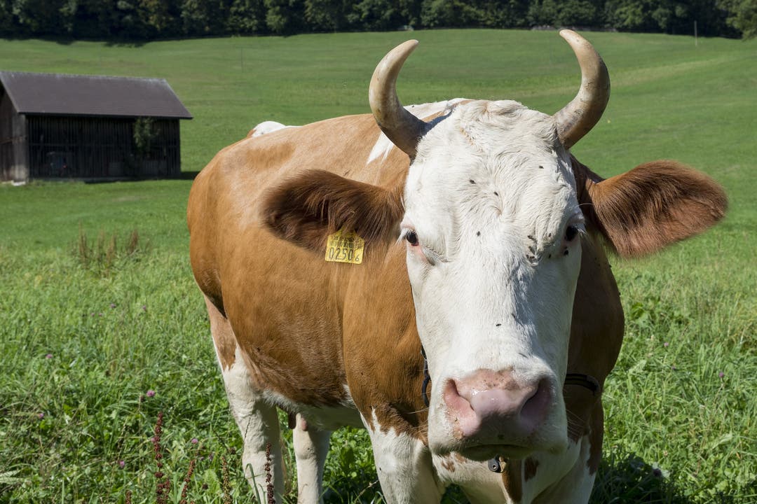 Seewen - Laktoseintoleranz: Trägt die Kuh Hörner, ist die Milch