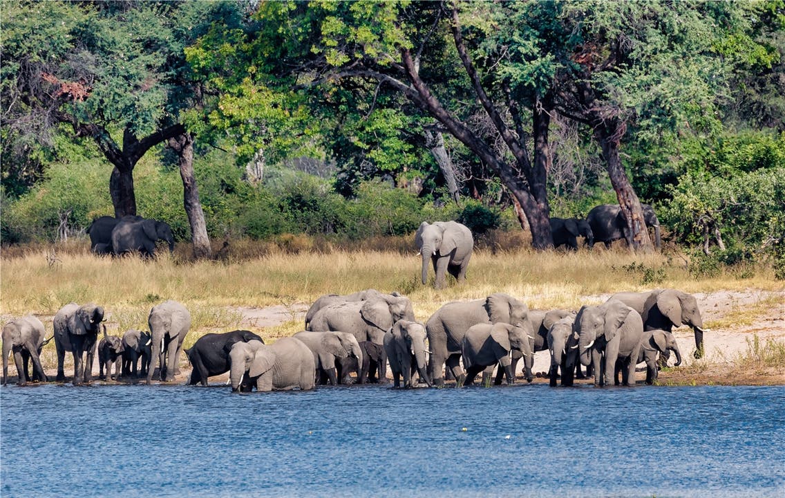 Ihnen gefällt es in Namibia: Innerhalb von zwei Jahrzehnten hat sich die Elefantenpopulation von 7500 auf 22'500 Tiere verdreifacht.